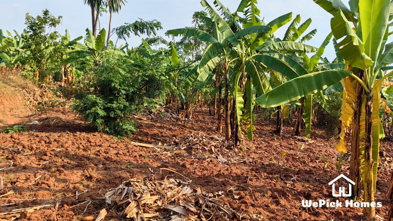 Residential Plot for Sale in Bumbogo, Gasabo. photo 4